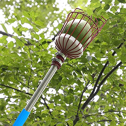 HASTHIP® 190cm Fruit Picker with Basket and Telescopic Pole, Fruit Plucker for Coconut, Mango and More, Easy to Use Fruits Catcher Tree Picker HASTHIP® 190cm Fruit Picker with Basket and Telescopic Pole, Fruit Plucker for Coconut, Mango and More, Easy to Use Fruits Catcher Tree Picker